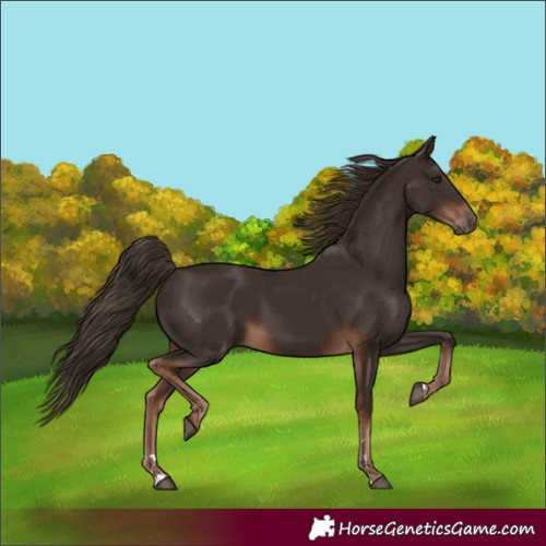 Horse Color:Liver Chestnut