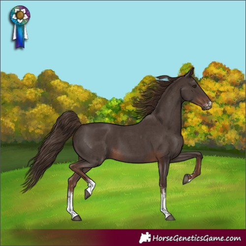 Horse Color:Liver Chestnut Sabino