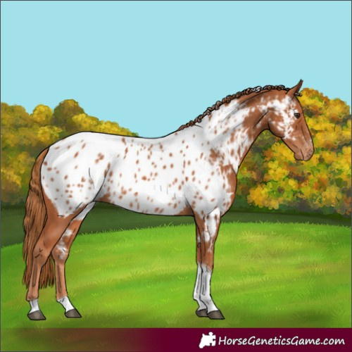 Horse Color:Chestnut Tobiano Appaloosa