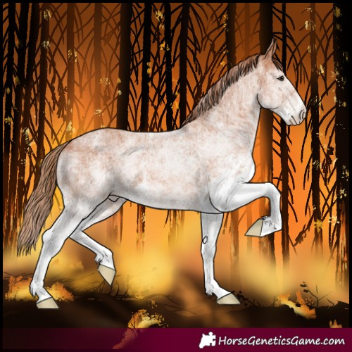 Horse Color:White Spotted Chestnut