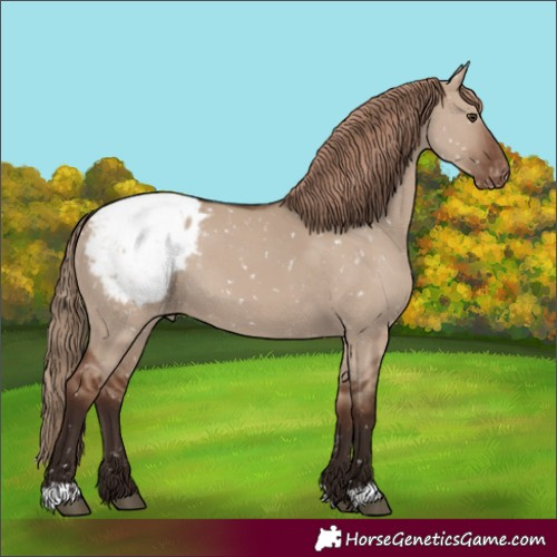 Horse Color:Liver Red Dun Appaloosa Rabicano 
