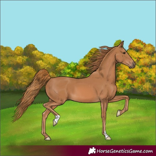 Horse Color:Unknown 