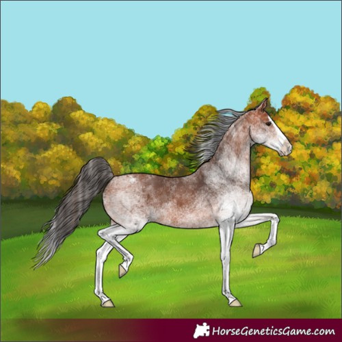Horse Color:White Spotted Bay Splash