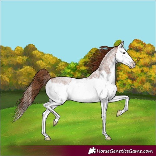 Horse Color:Red Roan Splash 