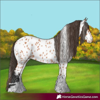 Horse Color:Bay Near Leopard