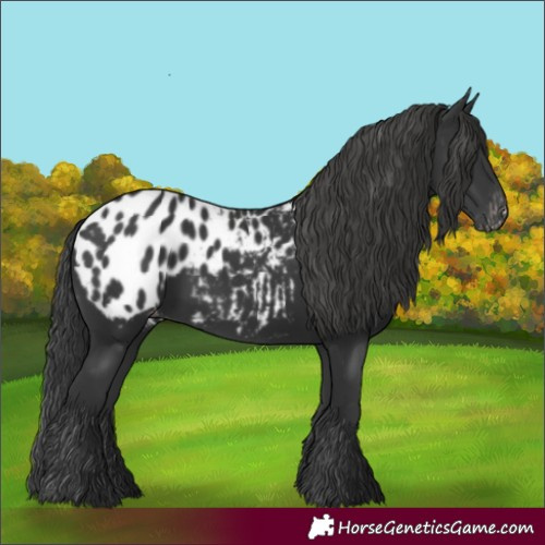 Horse Color:Black Appaloosa
