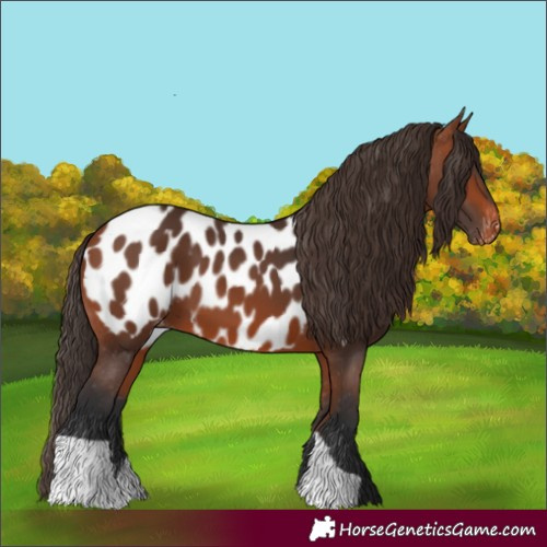 Horse Color:Bay Appaloosa