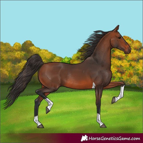 Horse Color:Bay Tobiano Rabicano 