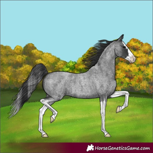 Horse Color:Blue Roan Splash
