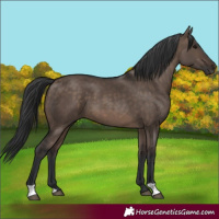 Horse Color:Brown Dun