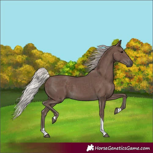 Horse Color:Unknown 