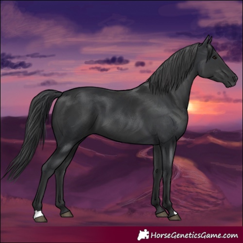 Horse Color:Black and Black