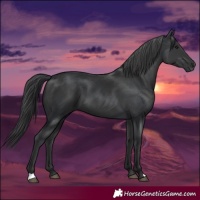 Horse Color:Black  and Black 