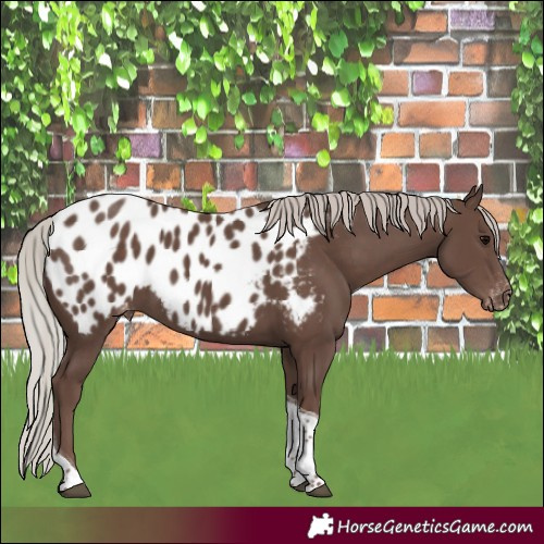 Horse Color:Silver Black Tobiano Blanket 