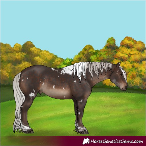 Horse Color:White Spotted Silver Brown Tobiano Rabicano