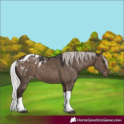 Horse Color:Powder White Silver Brown Dun Tobiano Skewed Appaloosa 