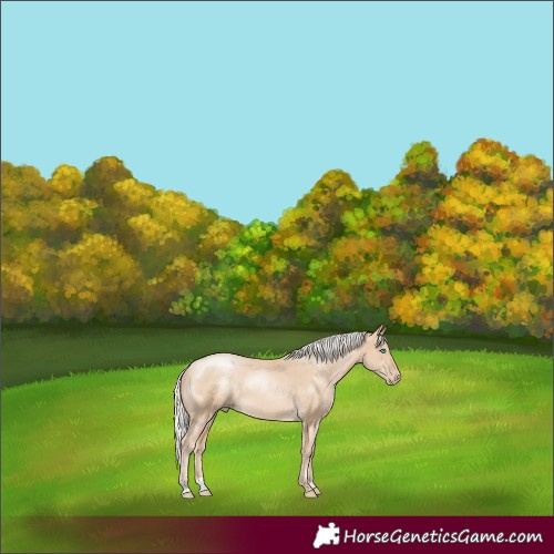 Horse Color:Silver Buckskin Pearl