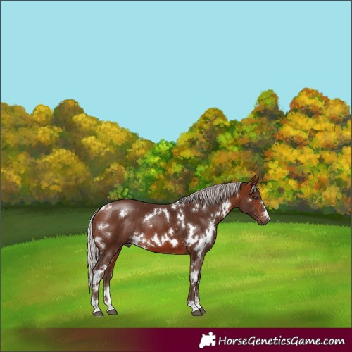 Horse Color:White Spotted Silver Bay