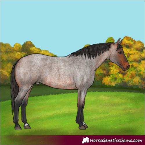 Horse Color:Bay Roan 