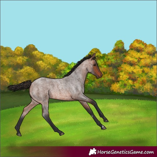 Horse Color:Bay Roan 