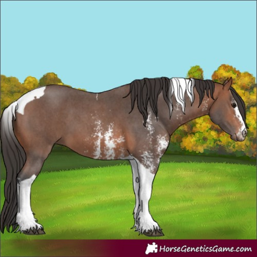 Horse Color:Bay Sabino Tobiano
