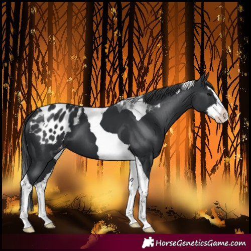 Horse Color:Black Splash Tobiano Blanket