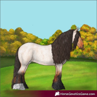 Horse Color:Bay Roan Dun