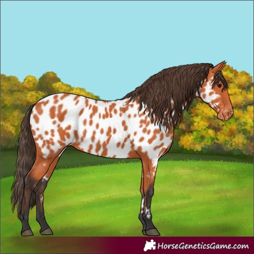 Horse Color:Bay Appaloosa