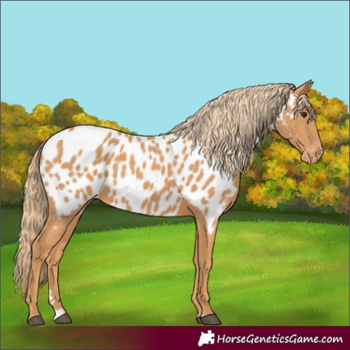 Horse Color:Chestnut Appaloosa 