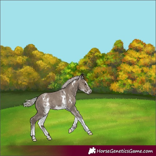 Horse Color:White Spotted Silver Grullo Splash Frame Rabicano