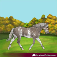 Horse Color:White Spotted Silver Grullo Splash Frame Rabicano