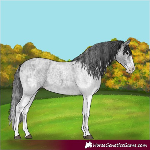 Horse Color:White Spotted Blue Roan Rabicano  and White Spotted Blue Roan Splash Rabicano 
