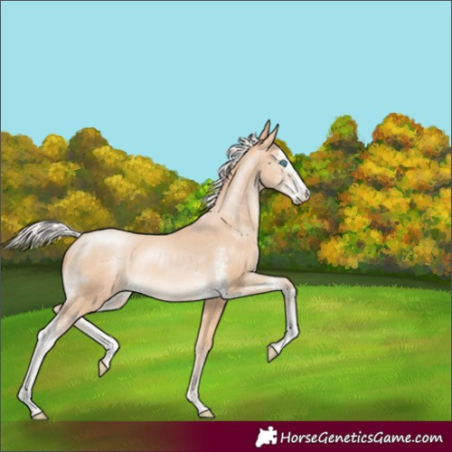 Horse Color:Silver Buckskin Pearl Sabino Rabicano
