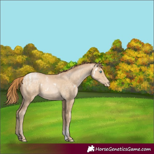 Horse Color:Powder White White Spotted Buckskin Pearl 