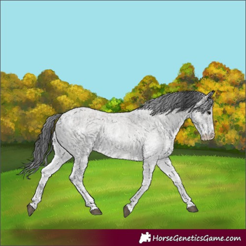 Horse Color:White Spotted Blue Roan Rabicano and White Spotted Grullo Roan Rabicano