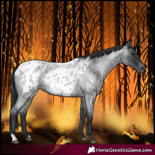 Horse Color:Blue Roan Blanket 