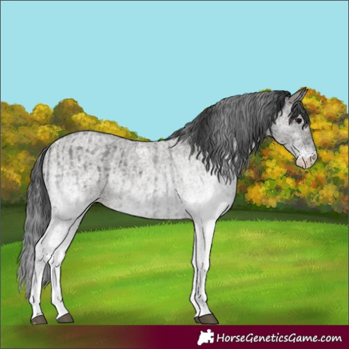 Horse Color:White Spotted Blue Roan Rabicano  and White Spotted Grullo Roan Rabicano 