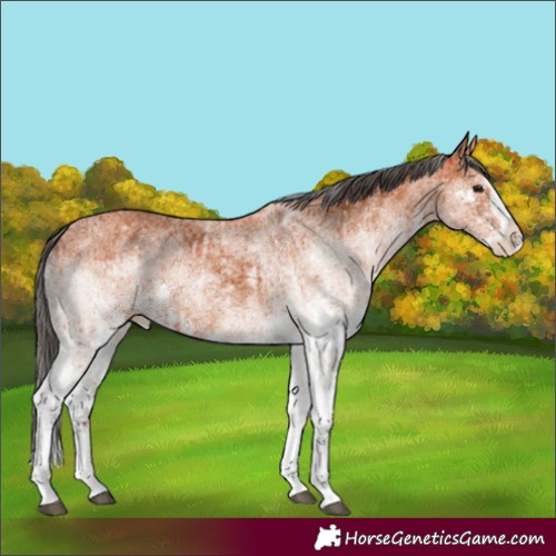 Horse Color:White Spotted Bay Splash and White Spotted Bay Splash