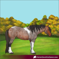 Horse Color:Bay Roan Tobiano
