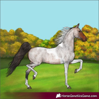 Horse Color:Bay Roan Tobiano