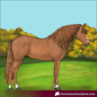 Horse Color:Chestnut 