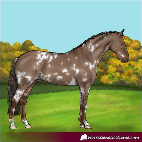 Horse Color:White Spotted Liver Red Dun