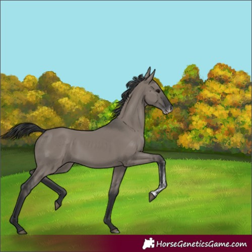Horse Color:Grullo Sabino 