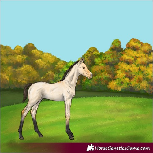 Horse Color:Buckskin Roan Dun Sabino