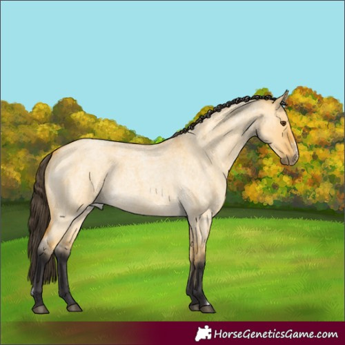 Horse Color:Buckskin Roan Dun Sabino 
