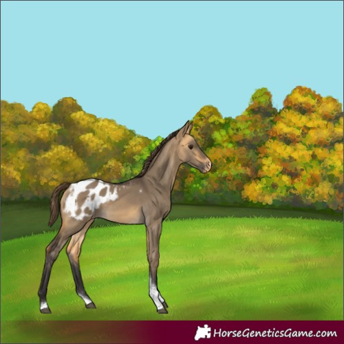Horse Color:Buckskin Dun Tobiano Appaloosa 