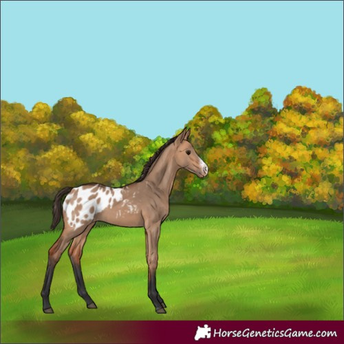 Horse Color:Bay Dun Sabino Appaloosa Rabicano 