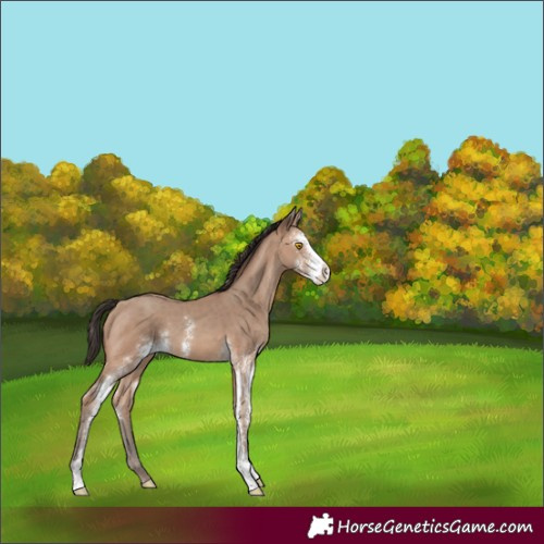 Horse Color:Sable Champagne Sabino Appaloosa