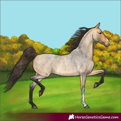 Horse Color:Buckskin Roan Sabino