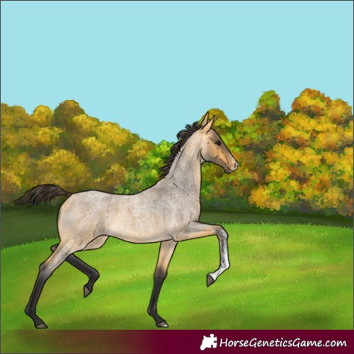 Horse Color:Buckskin Roan Sabino
